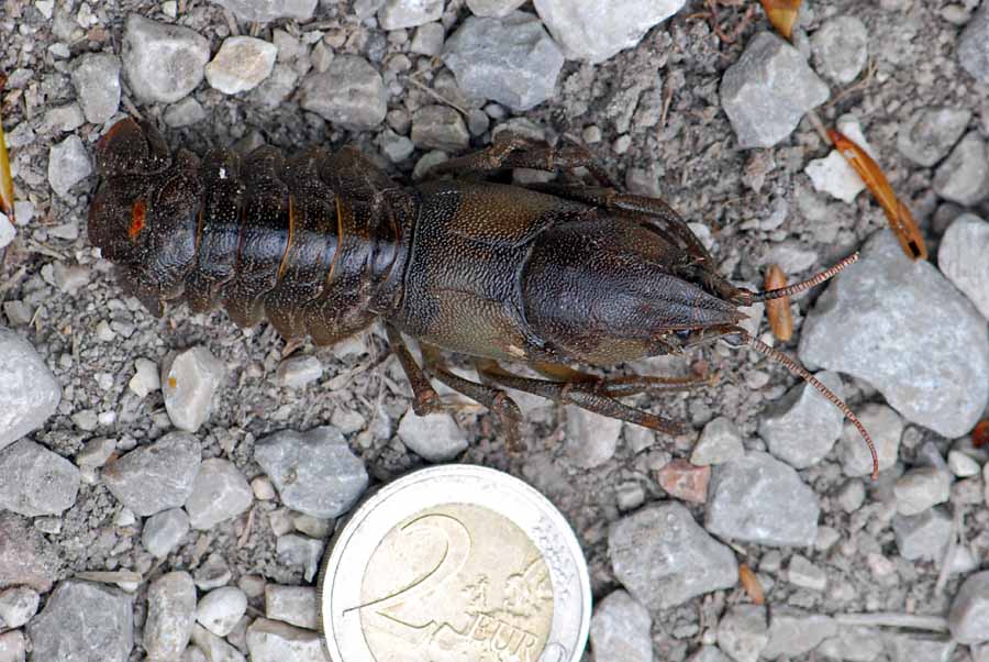 Austropotamobius pallipes